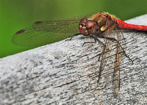 Close Up Of A Male Common Darter Ladywalk Nature Reserve Flickr