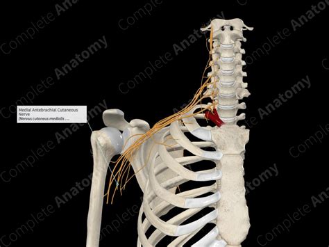 Medial Antebrachial Cutaneous Nerve Complete Anatomy