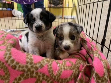 Abandoned Puppies Found In Grimes Reward For Information Theperrynews