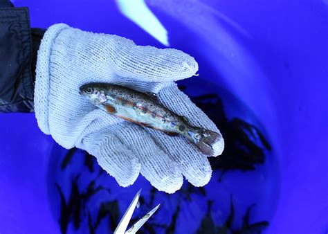 Disease Resistant Strain Of Rainbow Trout Helping Species Rebound