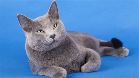 8 Facts About Russian Blue Cats