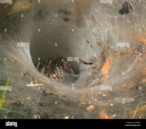Agelena Labyrinthica Funnel Web Spider Den Spiderweb Stock Photo Alamy