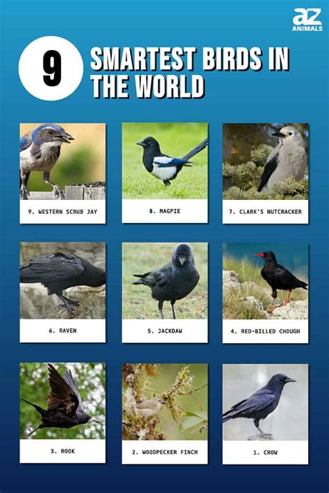 9 Smartest Birds In The World Az Animals