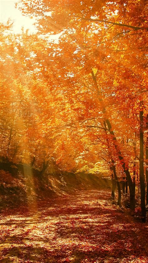 Download Wallpaper 1080x1920 Autumn Forest Park Foliage