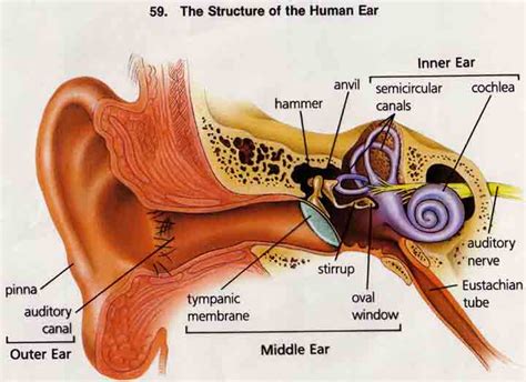 Structure Of The Human Ear School Pinterest