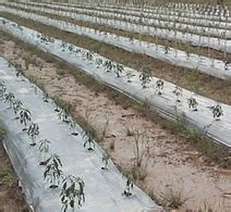 Dulur perlu tau cara menanam padi yang tepat dan sudah terbukti hasilnya. Anim Agro Technology: Cili Padi