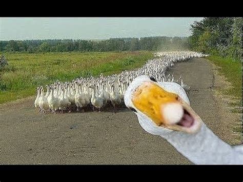 DUCK ARMY Videos Compilation || NEW | Doovi