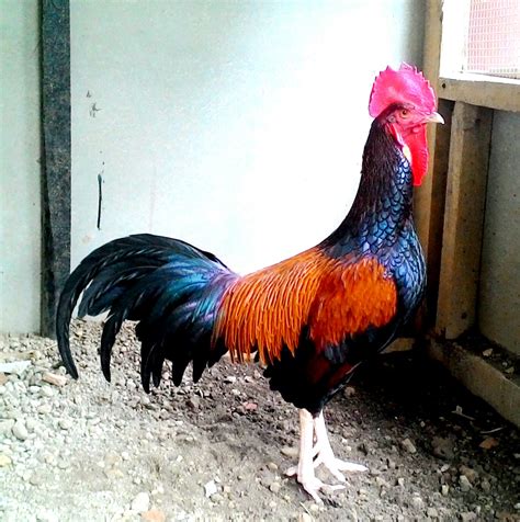 File:Ayam Bekisar Hybrid.jpg - Wikimedia Commons