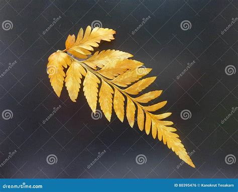 Yellow Fern Leaves On Black Background Stock Photo Image Of Yellow