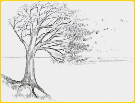 202 Gambar Sketsa Pohon Unik And Menarik Mudah Dibuat Sindunesia