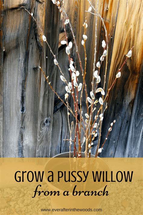 how to plant pussy willows from a branch ever after in the woods