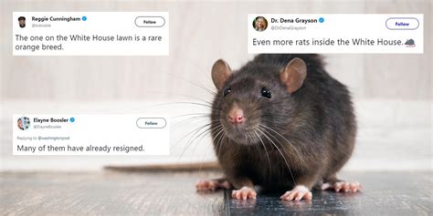 Rats Have Been Spotted At The White House And The Jokes Wrote