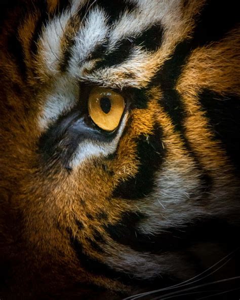 Download Majestic Tiger In Its Natural Habitat