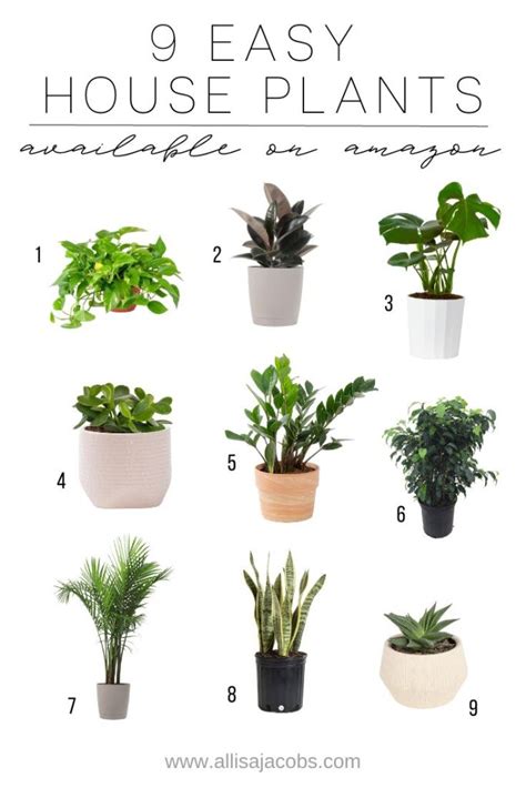 9 Easy Houseplants You Can Find On Amazon Allisa Jacobs