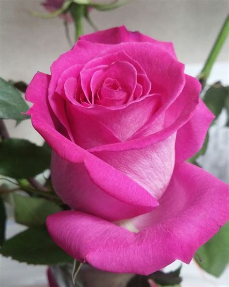 Pink Roses Красивые розы Розовые розы Красивые цветы