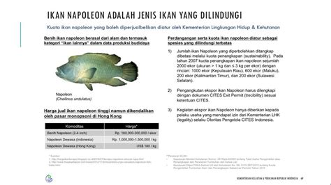 Jenis Ikan Yang Dilindungi Di Indonesia