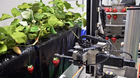 Automated Farming Good News For Food Security Bad News For Job