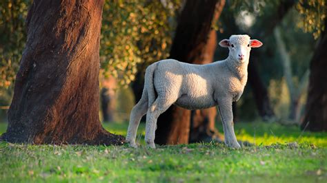Sheep Lamb Is Standing On Grass In Trees Trunk Background Hd Lamb