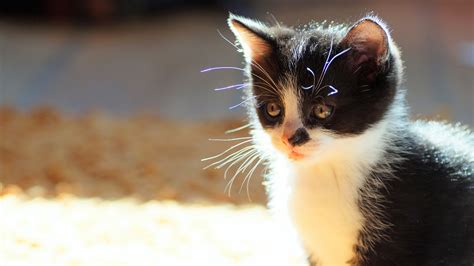 White And Black Kitten With Brown Eyes Hd Kitten Wallpapers Hd