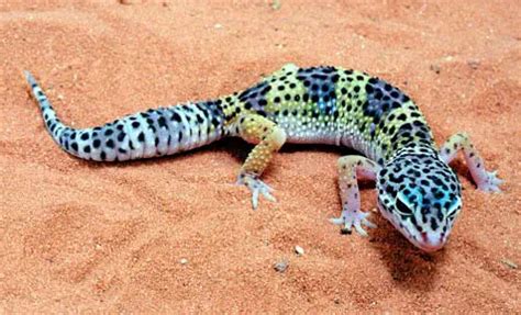 10 Interesting Leopard Gecko Facts My Interesting Facts
