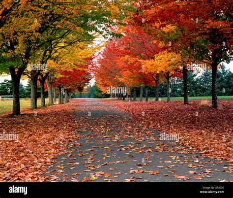 Maple Trees And Leaves Line Road In Autumn Stock Photo Alamy