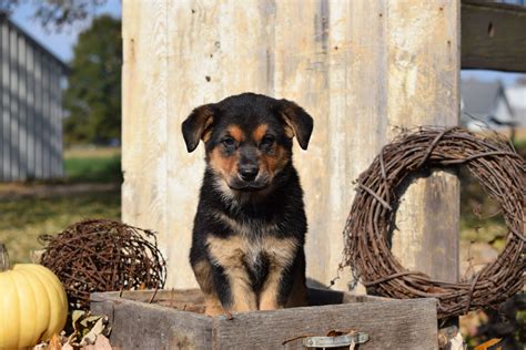 German Shepherd Rottweiler Mix Puppy For Sale Millersburg Ohio Luke Ma