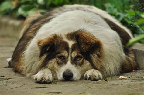 Fat Dog Names Over 150 Great Names For Plump And Chubby Puppies