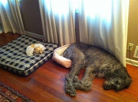 20 Adorable Dogs Sleeping In Crazy Positions