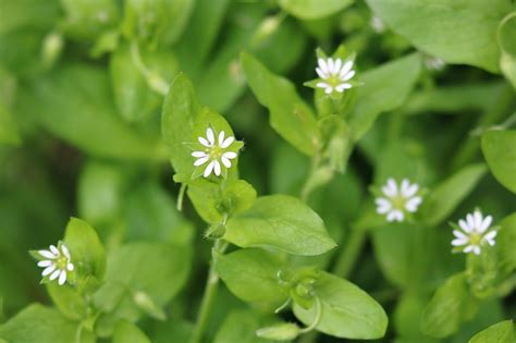Chickweed Foraging Identification Look Alikes And Uses