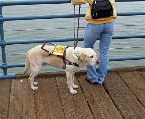 Filelabrador Retriever Assistance Dog Wikimedia Commons