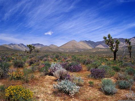 Desktop Wallpapers Natural Backgrounds Desert Bloom California
