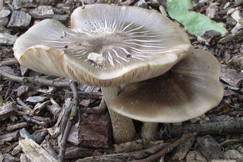 Ontario Foraging Foraging Wild Edibles Wild Mushrooms Stratford