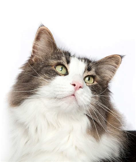 Norwegian Forest Cat Colors An Amazing Array Of Beautiful Shades