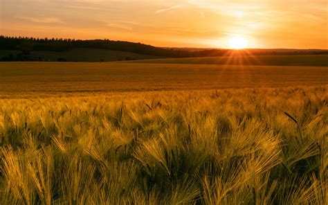 1920x1200 Field Summer Sunset 1200p Wallpaper Hd Nature 4k Wallpapers