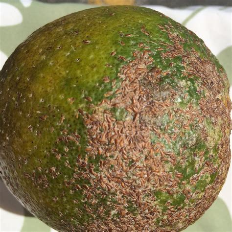 My citrus tree is not healthy. Scale insects on locally grown citrus fruit | Location ...