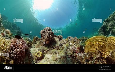 Coral Garden Seascape And Underwater World Colorful Tropical Coral