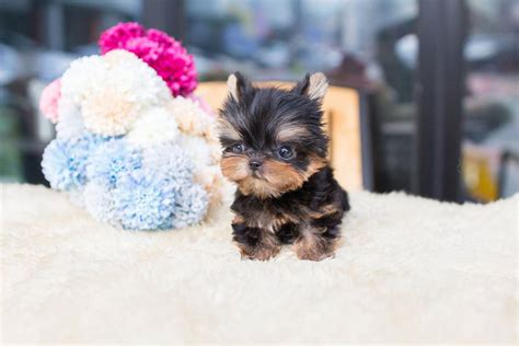 Heart failure is a leading cause of death among pomeranians in their golden years. Yolo Black and Tan Micro Yorkie - Get Your Best Yorkie Puppies