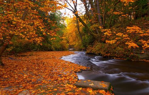 Wallpaper Autumn Forest Leaves Trees River Foliage Canada Canada