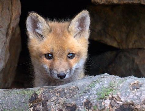 Given this accessibility, their dens are easiest for us to locate, and thus these two species tend to be the most photographed. Build a Hibernaculum | Habitat Network