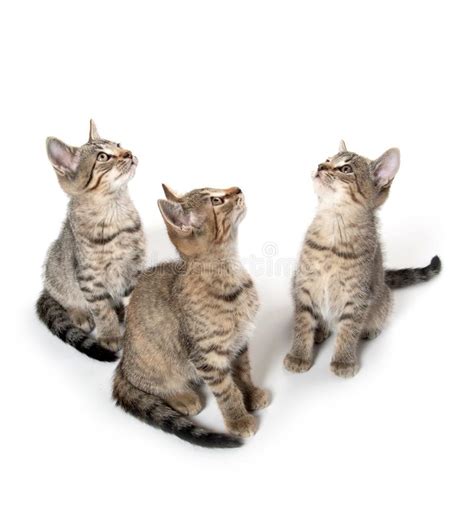 Three Tabby Kittens Stock Image Image Of Shorthair Kittens 33583749