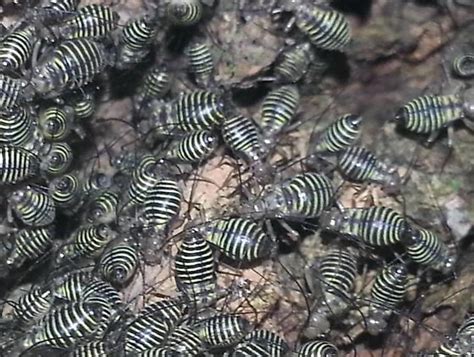 Thought it was either under or over watering. black insects with yellow stripes on maple tree ...