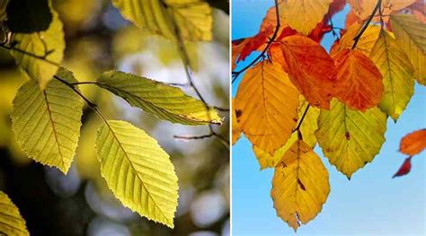 Beech Trees Types Leaves Bark Identification Guide Pictures