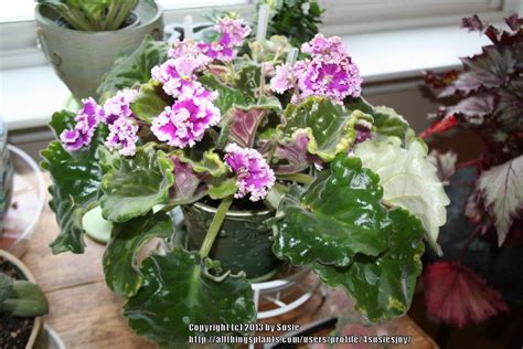 Photo Of The Entire Plant Of African Violet Saintpaulia Lacy Lass Posted By 4susiesjoy