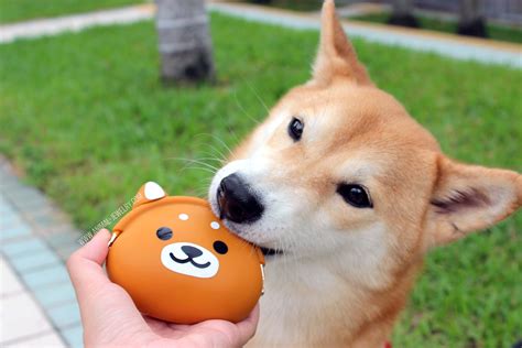 Die grafik zeigt die shiba inu preis dynamik in btc, usd, eur, cad, aud, nzd, hkd, sgd, php, zar, inr, mxn, chf, cny, rub. Kobe the Shiba Inu checking out our super cute silicone ...