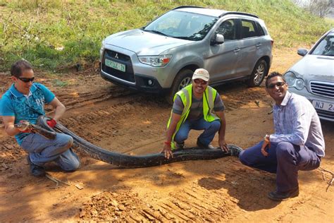 The newspaper was established in 1876 and owned by the independent. 31kg python found at KZN construction site | JBAY News