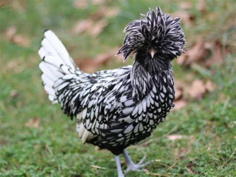 Polish Chicken Characteristics Origin Breed Info And Lifespan