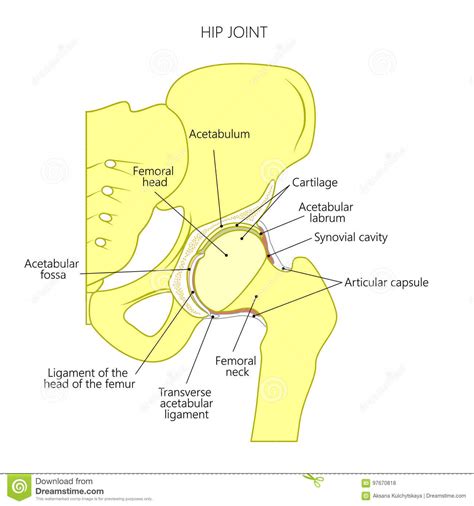 Anatomyhip Joint Inside Stock Vector Illustration Of Fossa 97670818