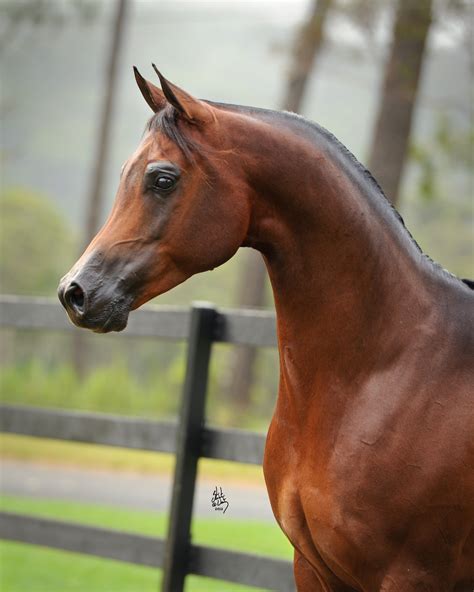 Absolutely Mulawa Arabian Stud Sydney Australia