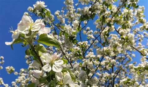 Trees that flower can add a dramatic effect to your landscaping and be the focal point of your yard each spring when the trees are in bloom. Best Spring-Flowering Trees To Plant in Northeast Ohio ...
