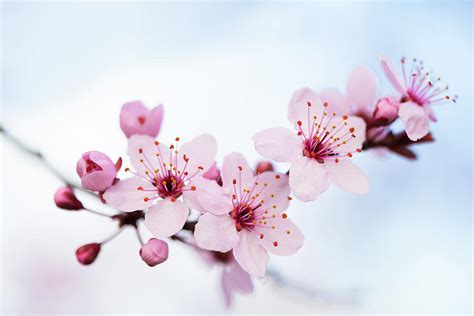 Cherry Blossoms Blue Photograph By Rich Nicoloff Fine Art America